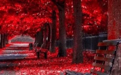 THE LABOUR PAINS OF THE COMING TRIBULATION