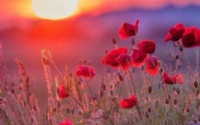 THE TRUE NATURE OF THE FALLEN NATURE