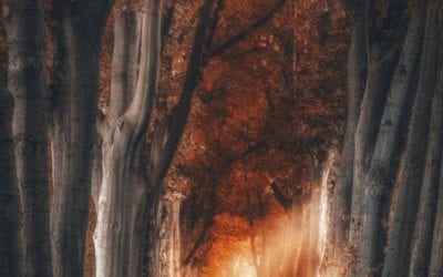 THE TRUTH SHALL SET YOU FREE