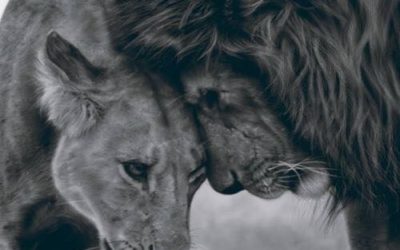 THE LION AND THE LAMB