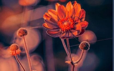 WHY THE FOREHEAD AND THE HAND