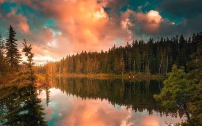 A BEAUTIFULLY PECULIAR THING