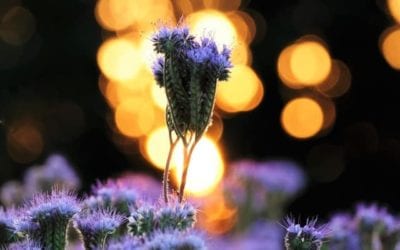 NO NEED FOR THE SUN OR MOON