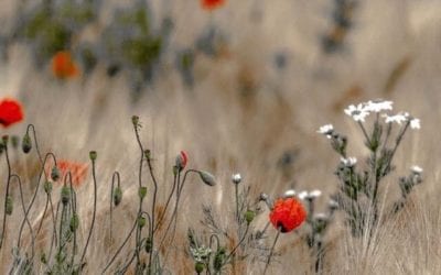 TO PIERCE THEMSELVES WITH MANY SORROWS